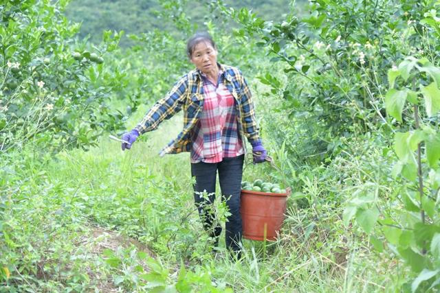 兴华村：引进泰国青柠特色种植，持续发展产业巩固脱贫成果