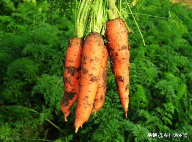 种植萝卜、胡萝卜预防分叉和空心，做好这几点，长得直还光滑
