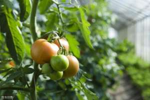 夏季西红柿种植时间(夏季种植西红柿，肥水管理很重要，影响越夏就晚了)