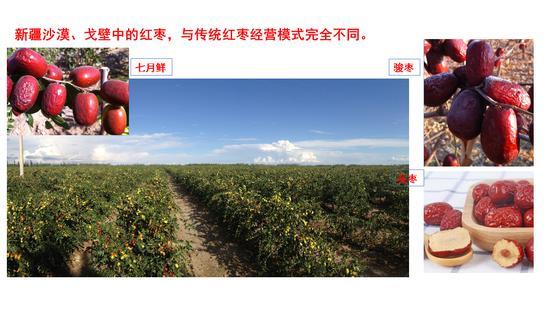 西北农林科技大学李新岗：我国红枣产业现状与市场
