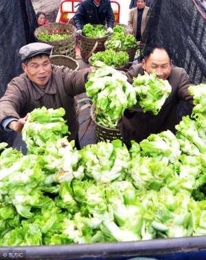 西南蔬菜种植(四川人最爱的蔬菜，远销俄罗斯，亩产近万斤，可提早近2个月上市)
