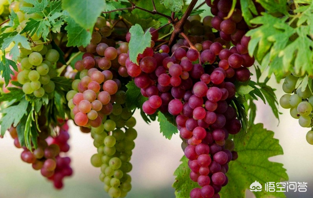 学习几点家庭葡萄树栽种技巧，夏天能乘凉，秋天还有葡萄吃