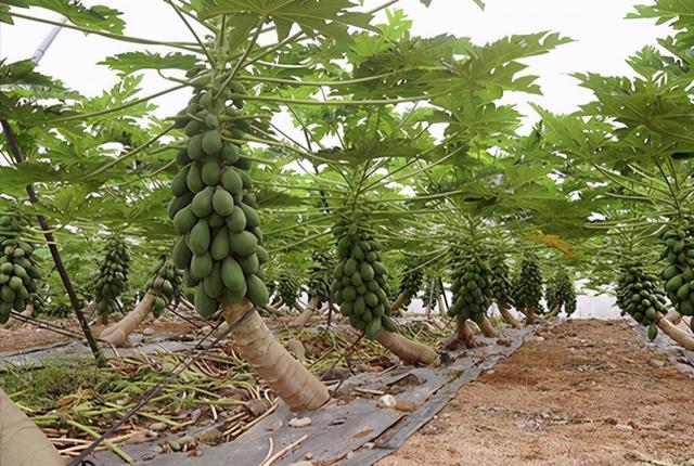 木瓜栽培管理技术，种植一次采收时间长达几年