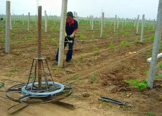 葡萄栽植第一年关键管理技术