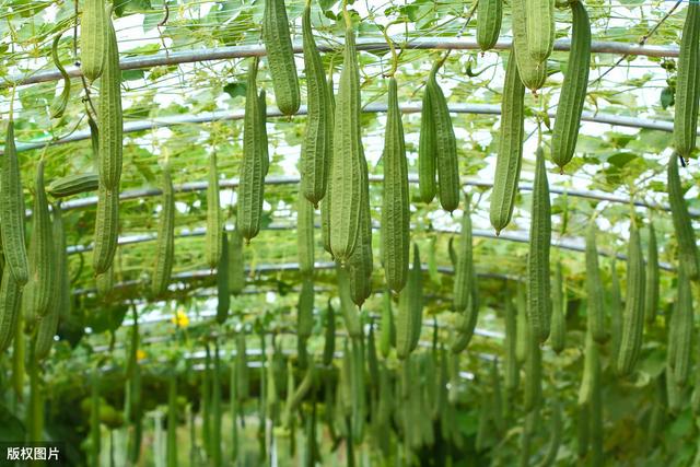 温室大棚丝瓜的种植技术，这里告诉你栽培技巧，快看看吧