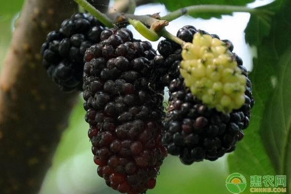 关于黑莓的种植环境，做到这几点高产也容易！