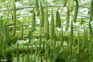 温室大棚种植丝瓜温度(温室大棚丝瓜的种植技术，这里告诉你栽培技巧，快看看吧)