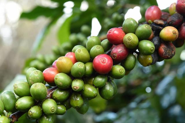 咖啡栽培技术方法，有需要的可以过来看看，值得收藏