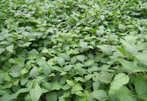 黄豆的种植技术(大豆如何种植更高产？从种到收需要哪些管理？农户们该怎么做？)