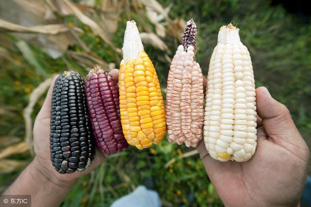 农民种植彩色玉米，亩产值近万元，年赚二十多万