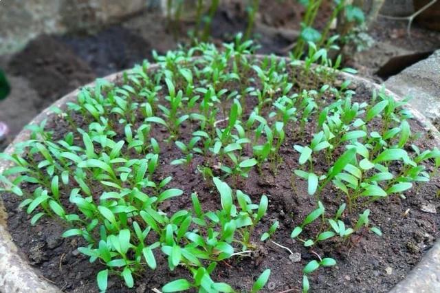 在大花盆里也能种出不断收获的菠菜，春暖后就可以种了