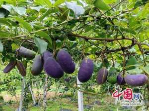 四川树莓种植基地(广元朝天：山野果成“致富果”特色产业助农增收)