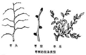 枣子种植(枣树栽培技术 枣的生长结果习性)