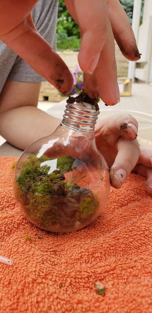 在灯泡里用苔藓布置植物景观，园艺新手也能做好