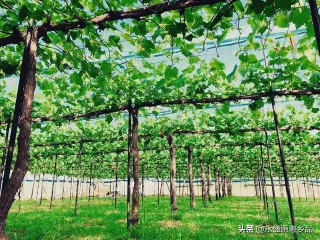 21张图片记录日本阳光玫瑰葡萄的生长过程