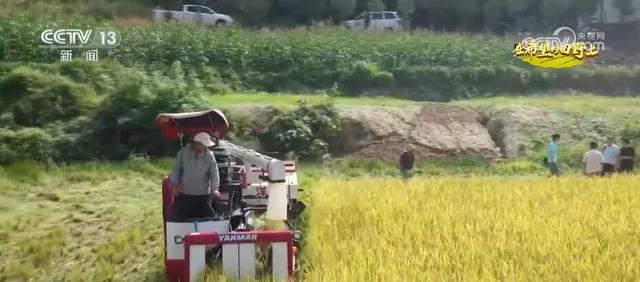 稻谷黄，秋收忙 陕西安康30余万亩水稻迎丰收