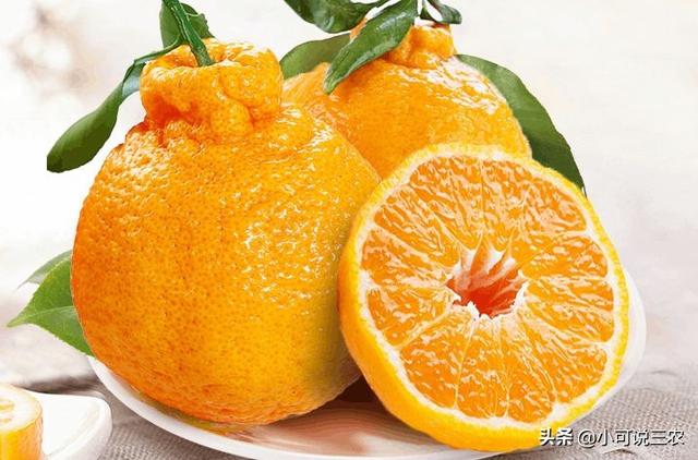 丑橘虽然丑但是好吃，种植它的方法，习性和管理方法