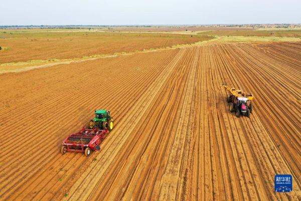 内蒙古鄂尔多斯：沙漠腹地土豆迎丰收