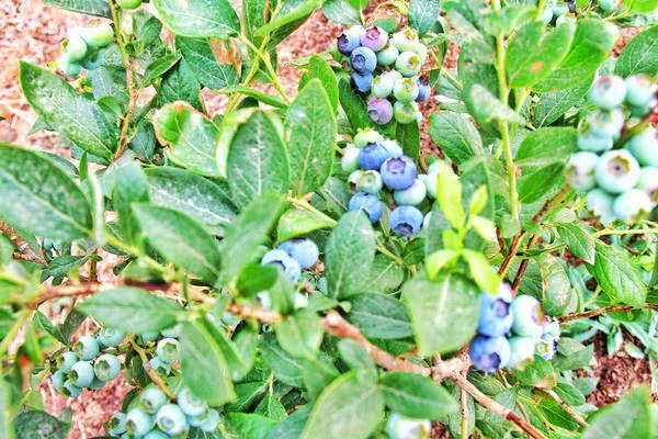 产量不足万斤，收益近30万元，汝州的小蓝莓变“致富果”！