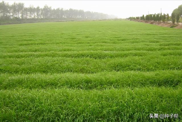 燕麦该怎么播种？能当饲草吗？如何收获利用，种植效益如何？