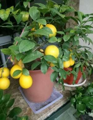 阳台柠檬的种植技术(阳台怎么种柠檬？注意“3点”，果子压弯枝，满树金灿灿的柠檬)