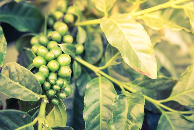 小粒咖啡种植——独特育苗的技术，不知道的赶快来了解一下吧