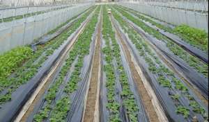 青杂三号白菜种植技术(大白菜节水种植方案，从选择品种到病虫害防治，建议收藏)