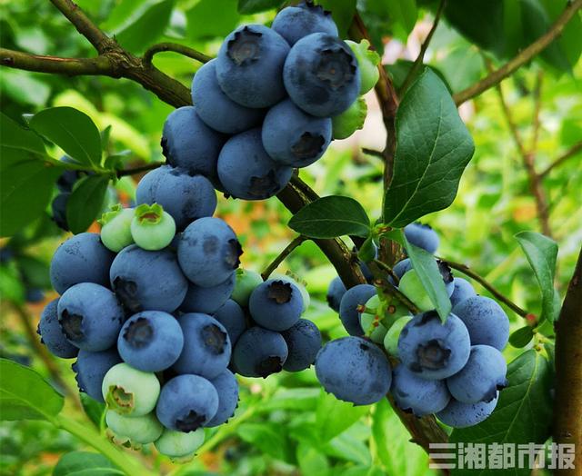 长沙5000亩蓝莓熟了，快来，相约“莓”好时光