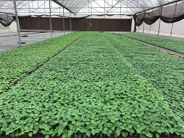 基金项目：广西大棚五彩椒绿色高产栽培技术