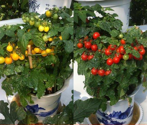 阳台种小西红柿，5个步骤顺着来，掐心授粉打支架，一棵挂果100个