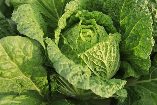 温室大棚种植白菜的方法与管理 种植养殖要注意