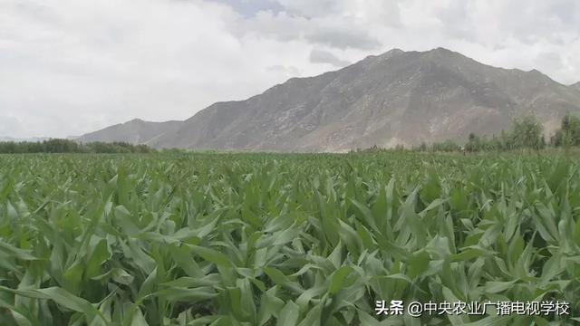 【农广天地】西藏青饲玉米栽培技术