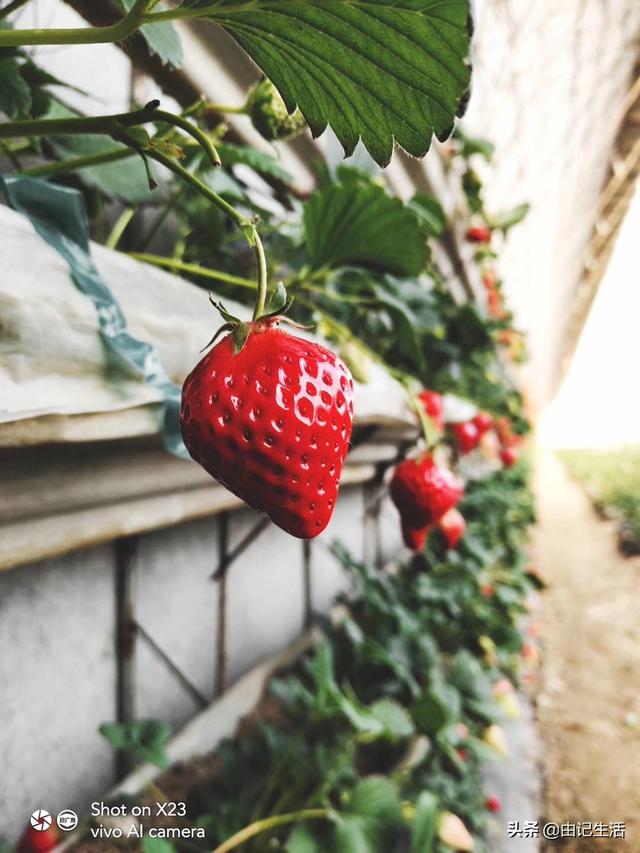 长达十年的东港九九草莓种植（五）