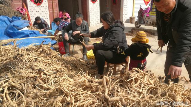 亳州农民种植中药材，每亩收入6000元，不耽误进城打工挺满足！