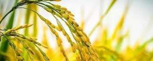 水稻是什么季节种植(水稻什么时候成熟)