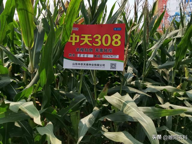 这个矮秆玉米新品种，抗倒抗病又高产，现场测产901.95公斤
