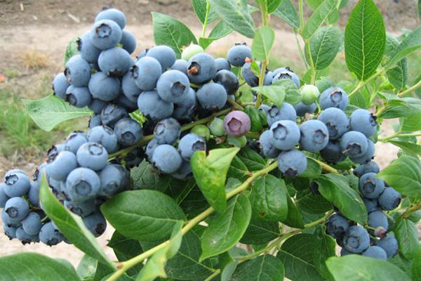 北方的家里也能种蓝莓？记住这几点，果实一串串，香甜可口