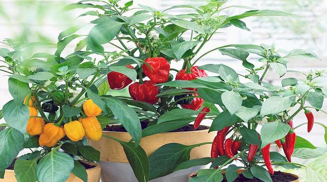 教你简单的红辣椒种植方法