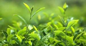 种植茶叶的条件(种植茶叶树，需要满足一些条件，包括4个方面，一起来了解一下)