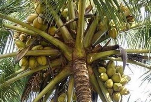 椰子树的种植技术和管理