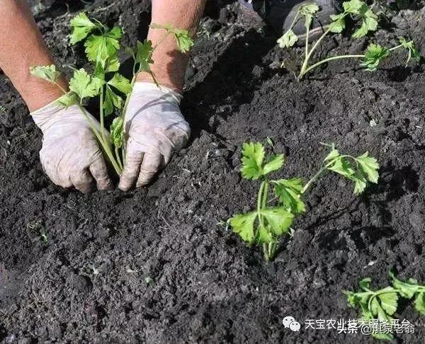 露地秋芹菜种植技术措施