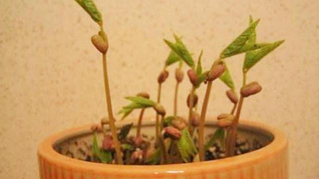 家里的绿豆抓一把，教你种盆里，新芽长得又快又茂盛！