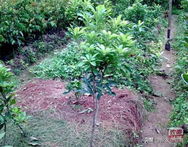 「干货收藏」杨梅树的种植技术和栽培管理要点