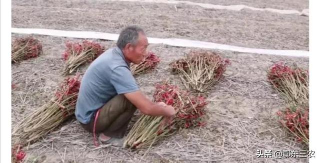 农村70岁的老人种4亩红辣椒，亩产750斤，能获3.5万元，真羡慕