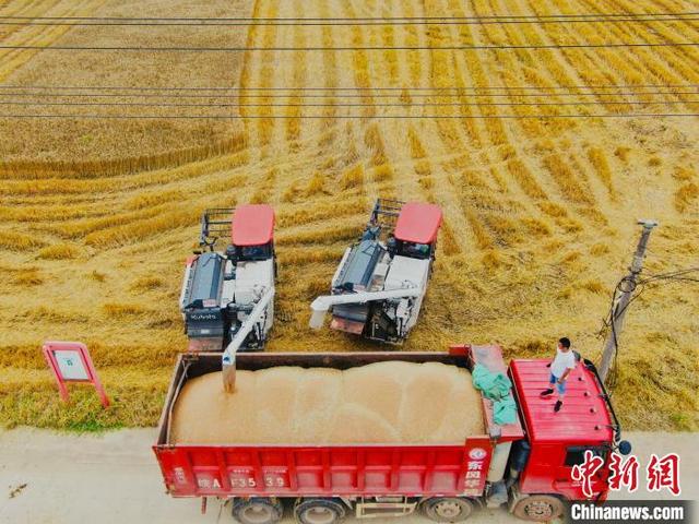 安徽省小麦已由南向北陆续开始收割