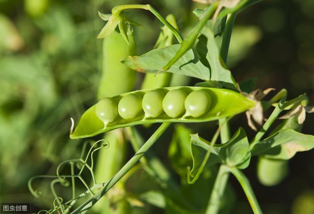青豌豆种植技术，栽培技术与田间管理，来学习一下！