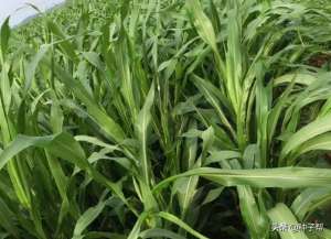 墨西哥玉米草的种植方法(夏季青饲料-墨西哥玉米草，一天能长12公分，如何种植才能高产？)