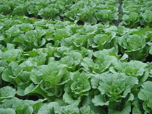 大白菜节水种植方案，从选择品种到病虫害防治，建议收藏
