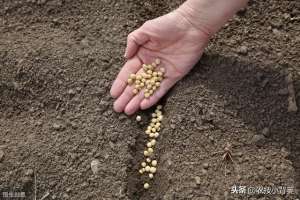 南方黄豆的种植技术(夏大豆如何种植才能提高产量和品质？这9招播种管理技巧要用好)