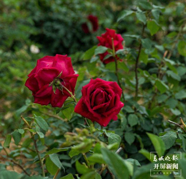 昆明晋宁宝峰街道200亩食用玫瑰进入采收期